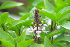 2 Thai Basil Plants for Sale - 3 to 5 Inc Tall
