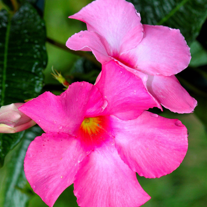 Pink Mandevilla Plants Live - 2 to 5 Inc Tall, 2 Plants