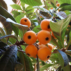 Golden Nugget Loquat Plant - 1.5 to 2 Feet Tall, 1 Gallon Pot