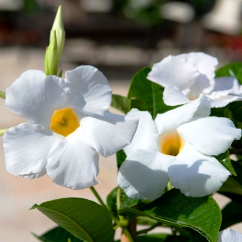 White Mandevilla Plant Live - 2 to 5 Inc Tall