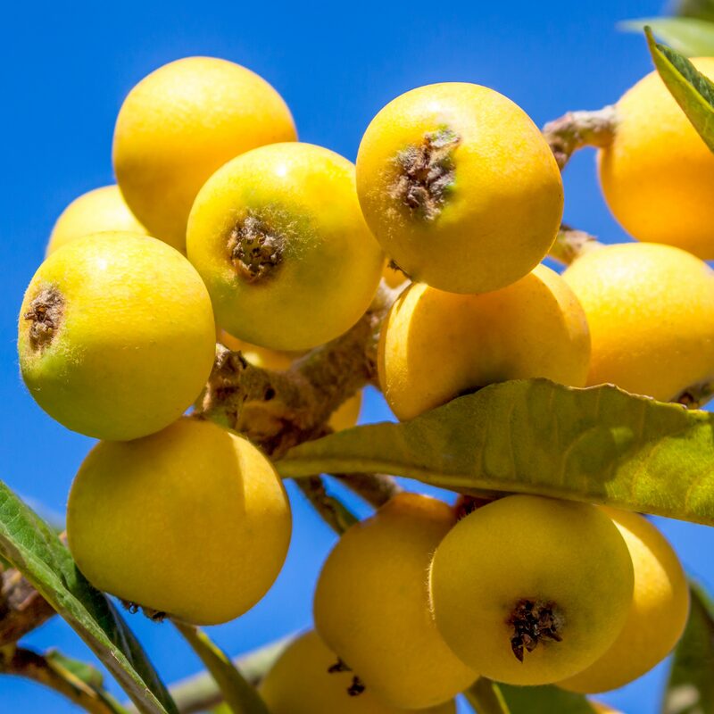 Loquat Tree Live Plant - Japanese Plum Tree