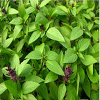 2 Thai Basil Plants for Sale - 3 to 5 Inc Tall
