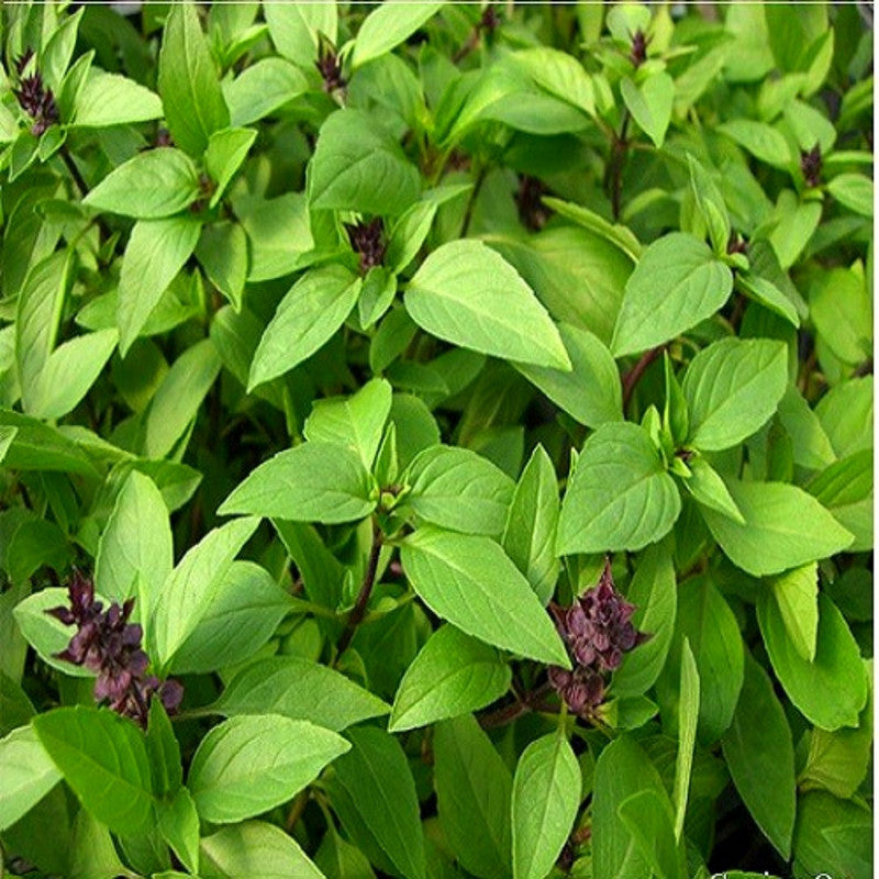 2 Thai Basil Plants for Sale - 3 to 5 Inc Tall