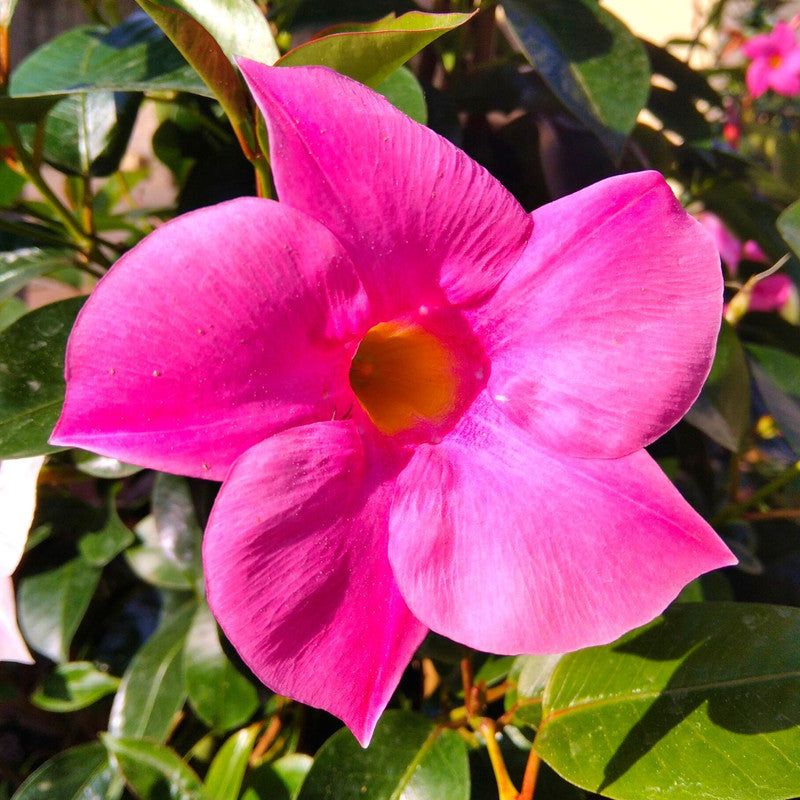 Pink Mandevilla Plant - 2 to 5 Inc Long