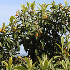 Golden Loquat Rooted - 2 Plants - Japanese Plum Tree