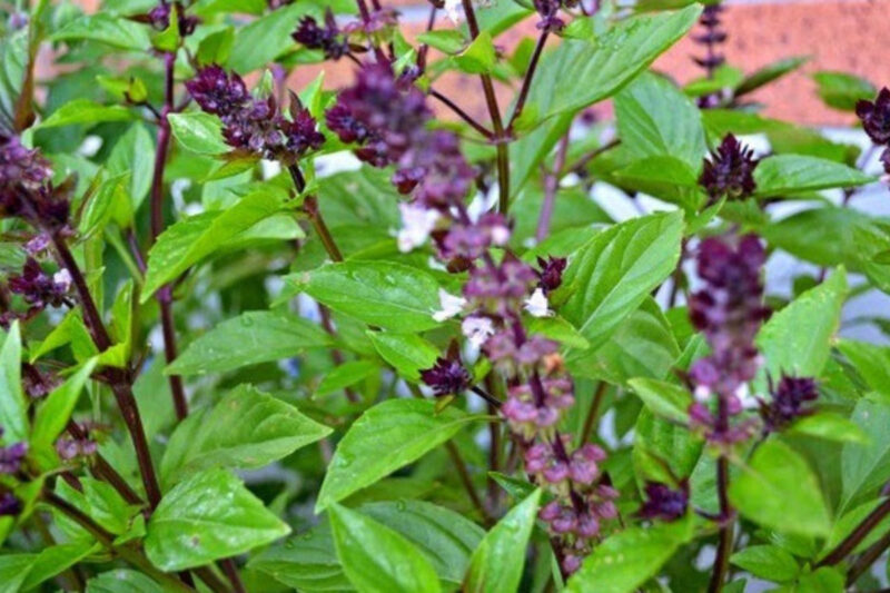 Basil Plants Live - 2 Plants, 3 to 5 Inc Tall