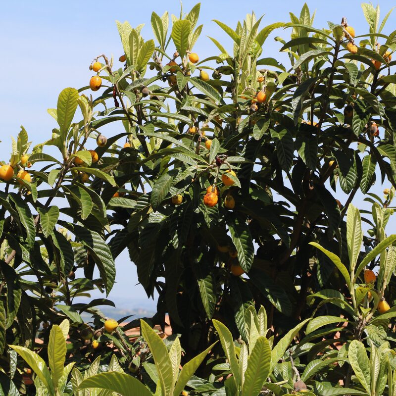 Loquat Tree Live Plant - Japanese Plum Tree
