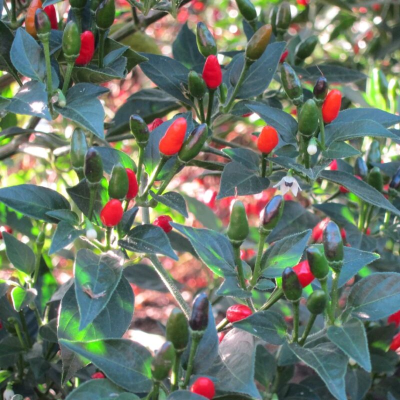 Pequin Hot Pepper Chili Live Plants - 10 Count - Very Hot Chili Pepper Piquín - Spice Pepper Plant - Zones 9-11 - Live Pepper Plant for Sale