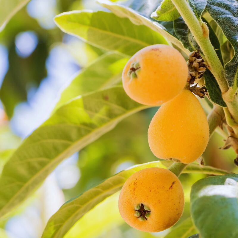 Golden Loquat Rooted - 2 Plants - Japanese Plum Tree