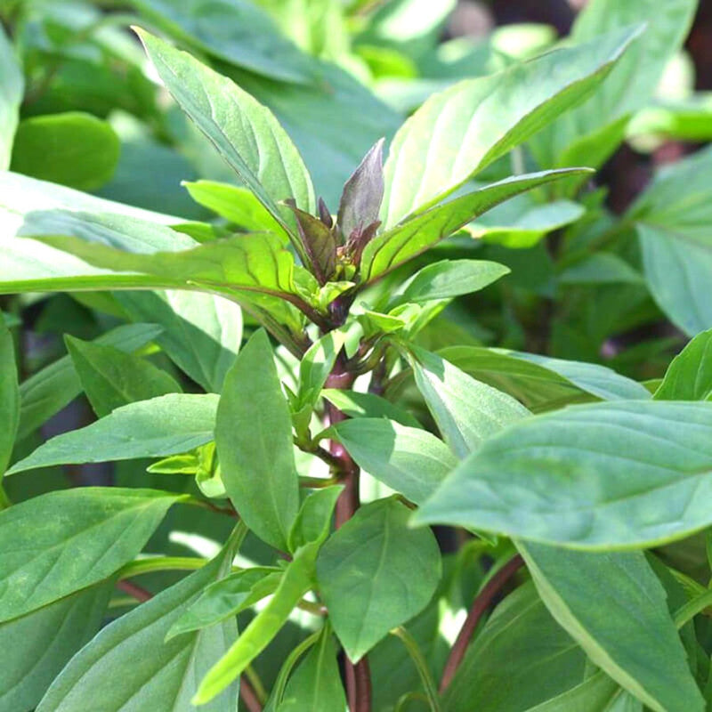 2 Thai Basil Plants for Sale - 3 to 5 Inc Tall