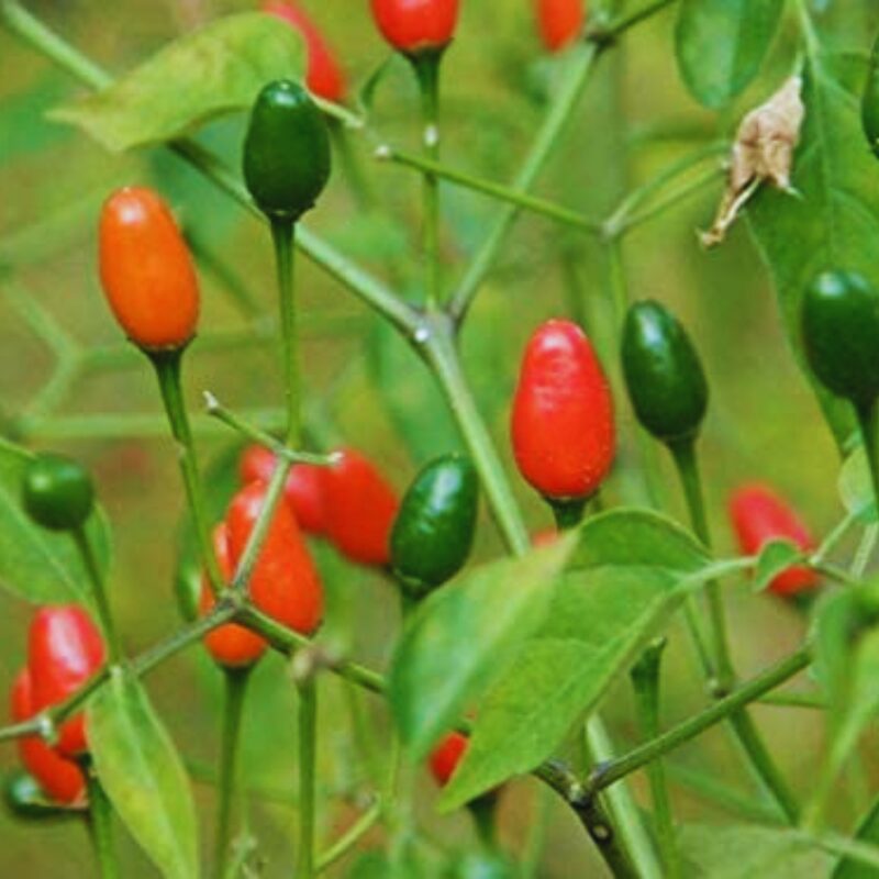 Pequin Hot Pepper Chili Live Plants - 8 Count - Very Hot Chili Pepper Piquín - Spice Pepper Plant - Zones 9-11 - Live Pepper Plant for Sale