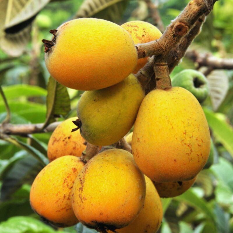 Golden Loquat Rooted - 2 Plants - Japanese Plum Tree