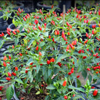Pequin Hot Pepper Chili Live Plants - 10 Count - Very Hot Chili Pepper Piquín - Spice Pepper Plant - Zones 9-11 - Live Pepper Plant for Sale