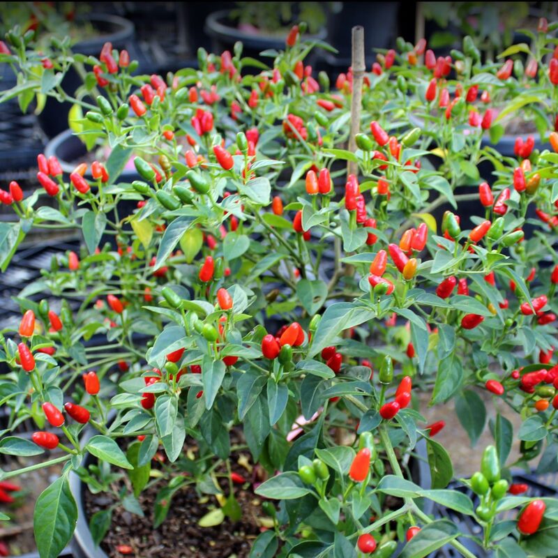 Pequin Hot Pepper Chili Live Plants - 10 Count - Very Hot Chili Pepper Piquín - Spice Pepper Plant - Zones 9-11 - Live Pepper Plant for Sale