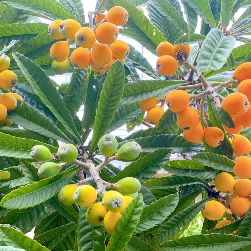 Golden Loquat Rooted - 2 Plants - Japanese Plum Tree