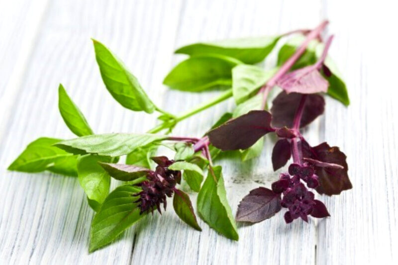 Basil Plants Live - 2 Plants, 3 to 5 Inc Tall