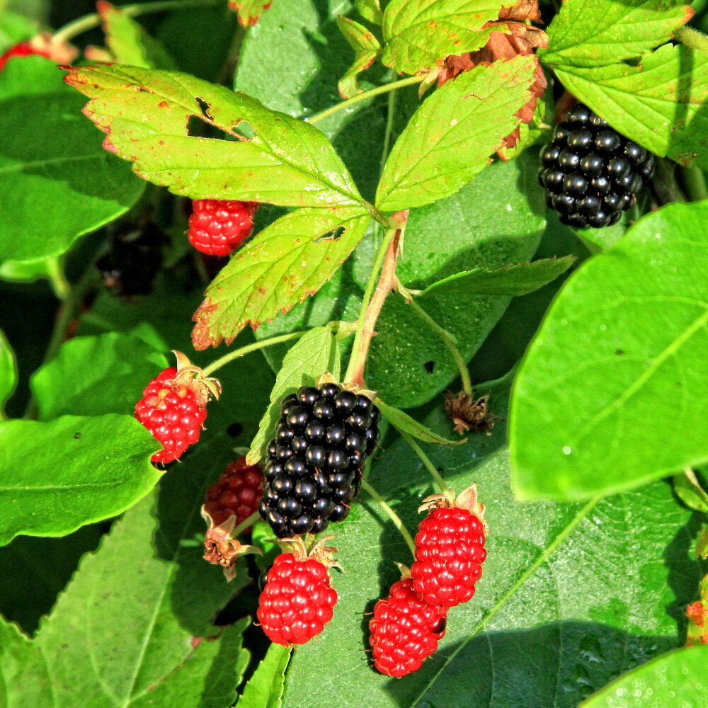 2 Blackberry Plants, Thornless Blackberry Plants Live, Blackberry Bush Live Plant, Blackberries Plants for Planting, Fruit Bushes Live Plant, Blackberry Fruit Trees 5 to 9 Inches Tall