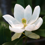 3 Sweetbay Magnolia Plants Live 6-12 Inch Height