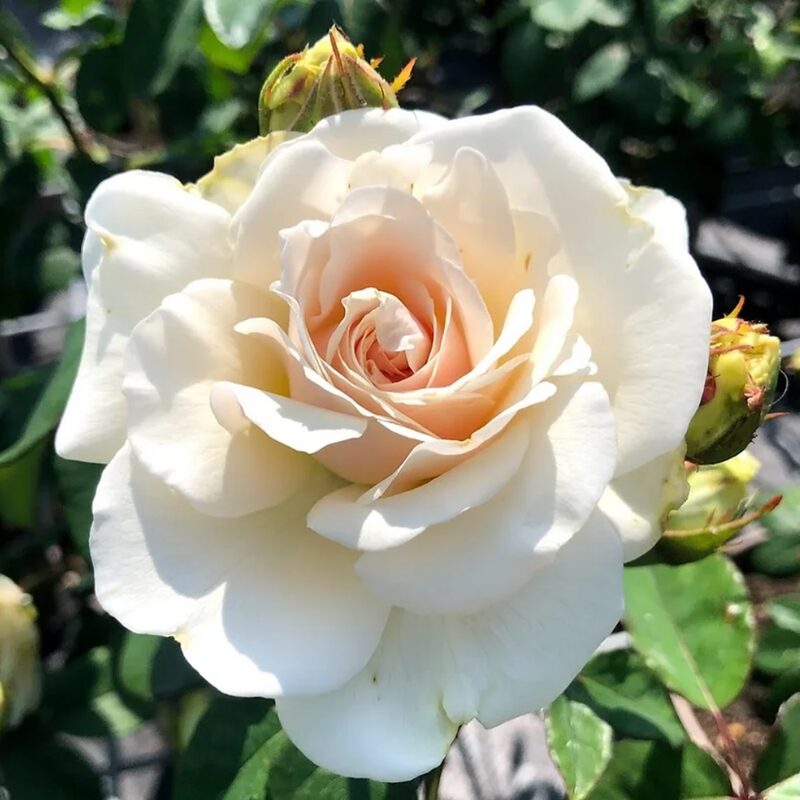 French Lace Rose Plant Live