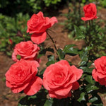 Mercedes Rose Plant Live