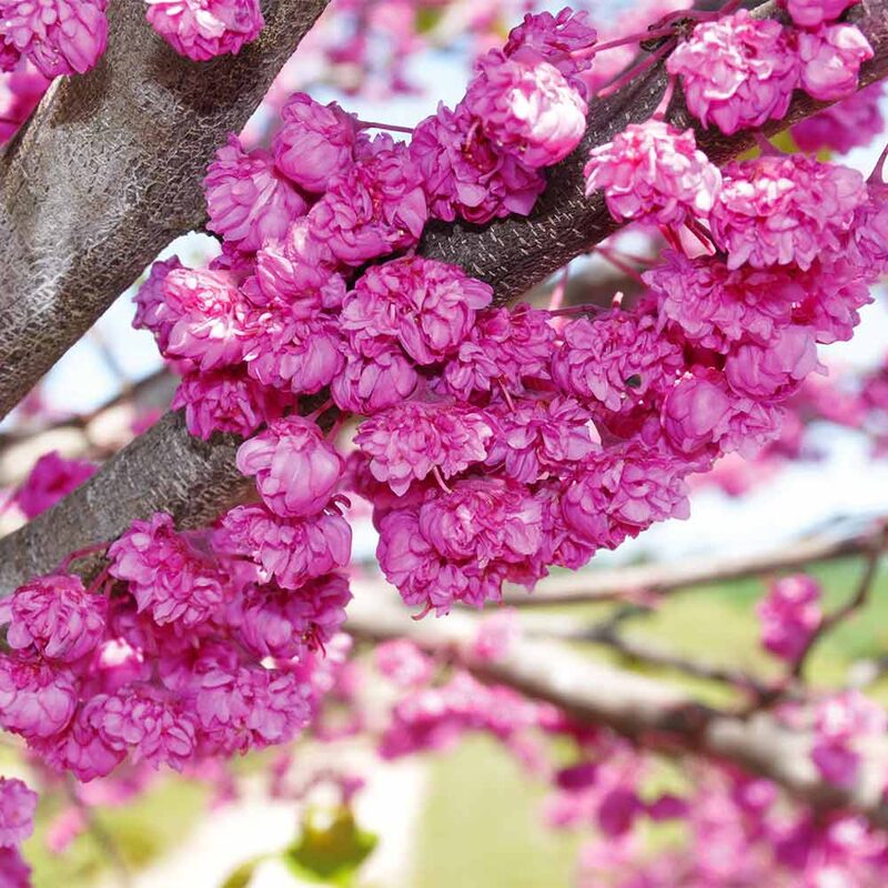 Set 4 Eastern Redbud Trees Live Plants Quart Pot, 10-15 Inc, Cercis Canadensis Red Bud Trees Live Plants Outdoor Fast Growing