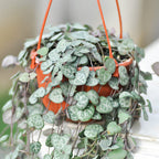 Ceropegia Woodii Silver Glory String Of Hearts Succulents Plants