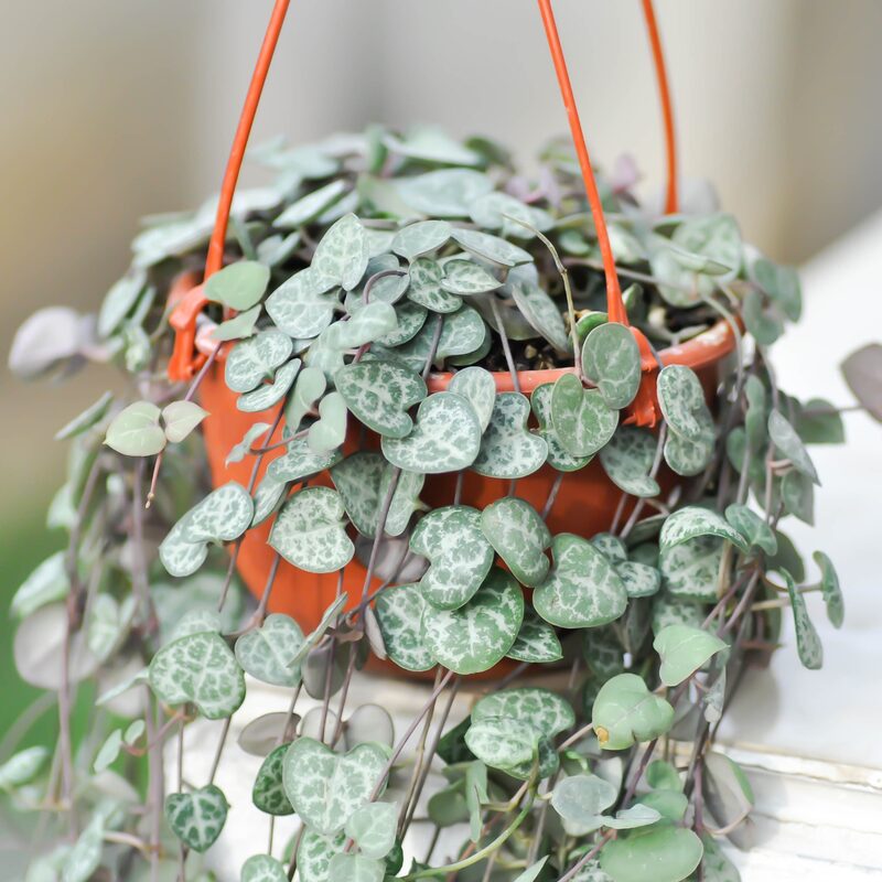 Ceropegia Woodii Silver Glory String Of Hearts Succulents Plants
