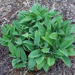 30 Russian Comfrey Bocking14 Roots, No Plant