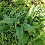 30 Russian Comfrey Bocking14 Roots, No Plant