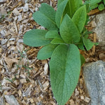 25 Russian Comfrey Bocking Roots, No Plant