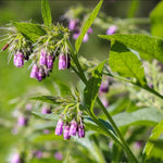 15 Russian Comfrey Bocking 14 Roots - Comfrey Plants Roots - Comfrey Herb Plants - No Plant