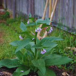 25 Russian Comfrey Bocking Roots, No Plant