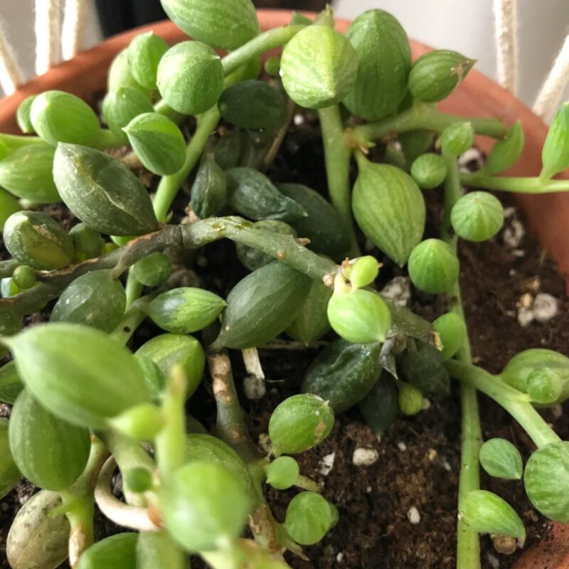 String Of Watermelon Succulents Plants