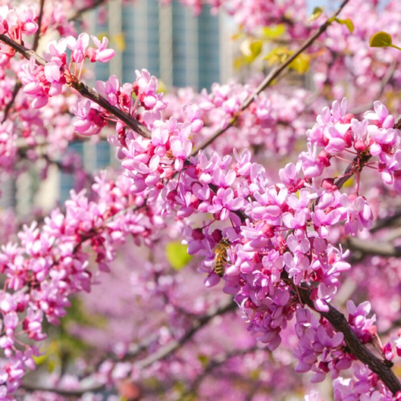 Pack 8 Eastern Redbud Trees Live Plants Quart Pot, 10-15 Inc, Cercis Canadensis Red Bud Trees Live Plants Outdoor Fast Growing
