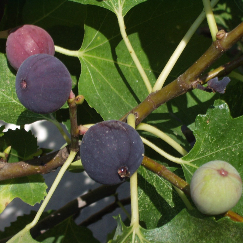 Black Mission Fig Plant 4-8 Inc