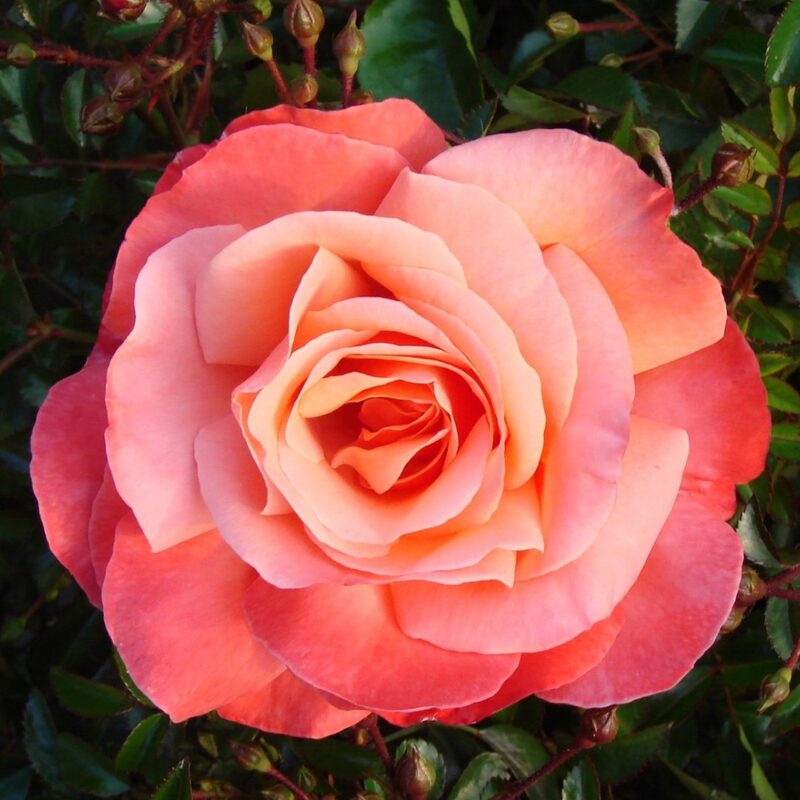 Coral Rose Plant Live