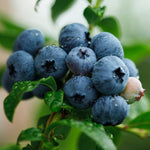 Jewel Blueberry Plant