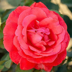 Mercedes Rose Bush