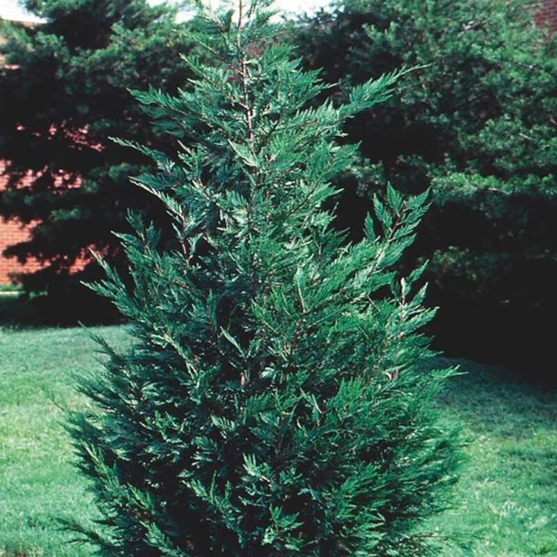 10 Leyland Cypress Trees Live Plants - Zone: 5-9