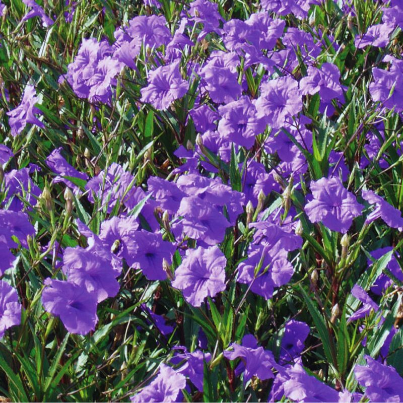 Mexican Petunia Plant