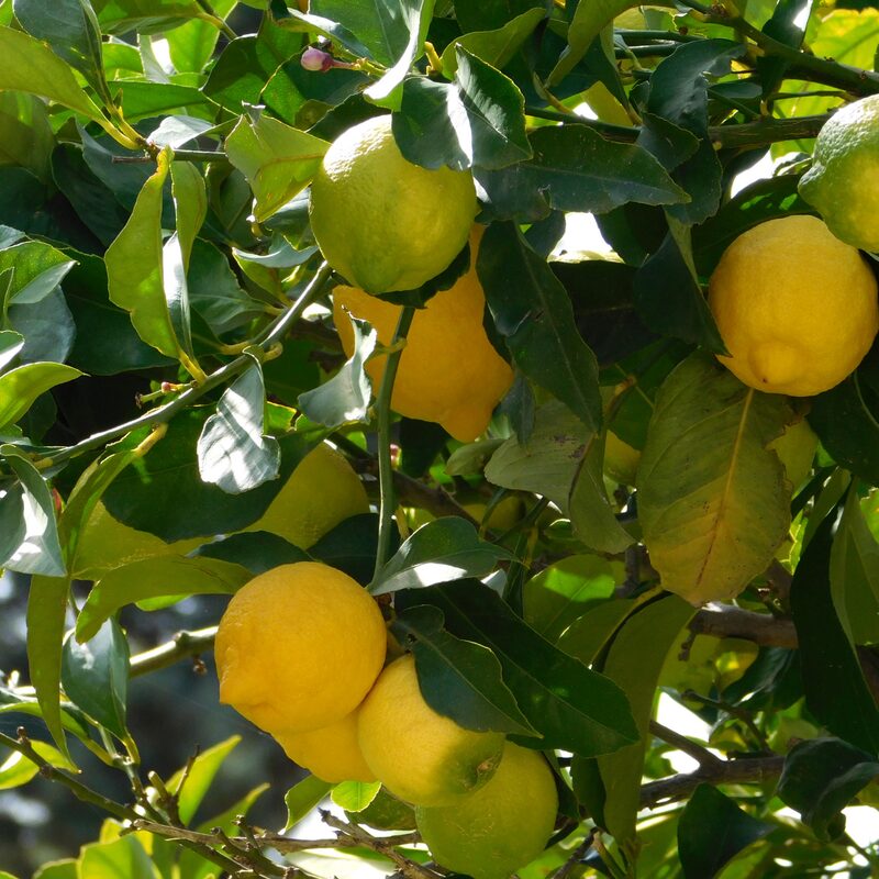 Dwarf Meyer Lemon Tree, Starter Plant From 3 Inches Tall For Growing