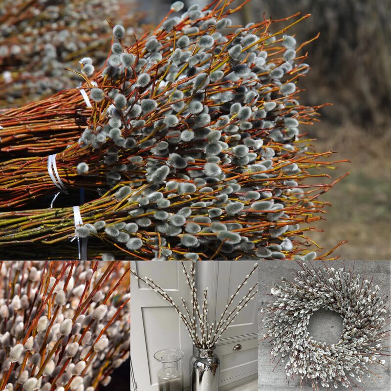 40 Large Pussy Willow Tree Cuttings, No Root, Easy to Root, Landscape Planting, 8-10" Cuttings to Yield 40 Trees In Field or 80 In Containers