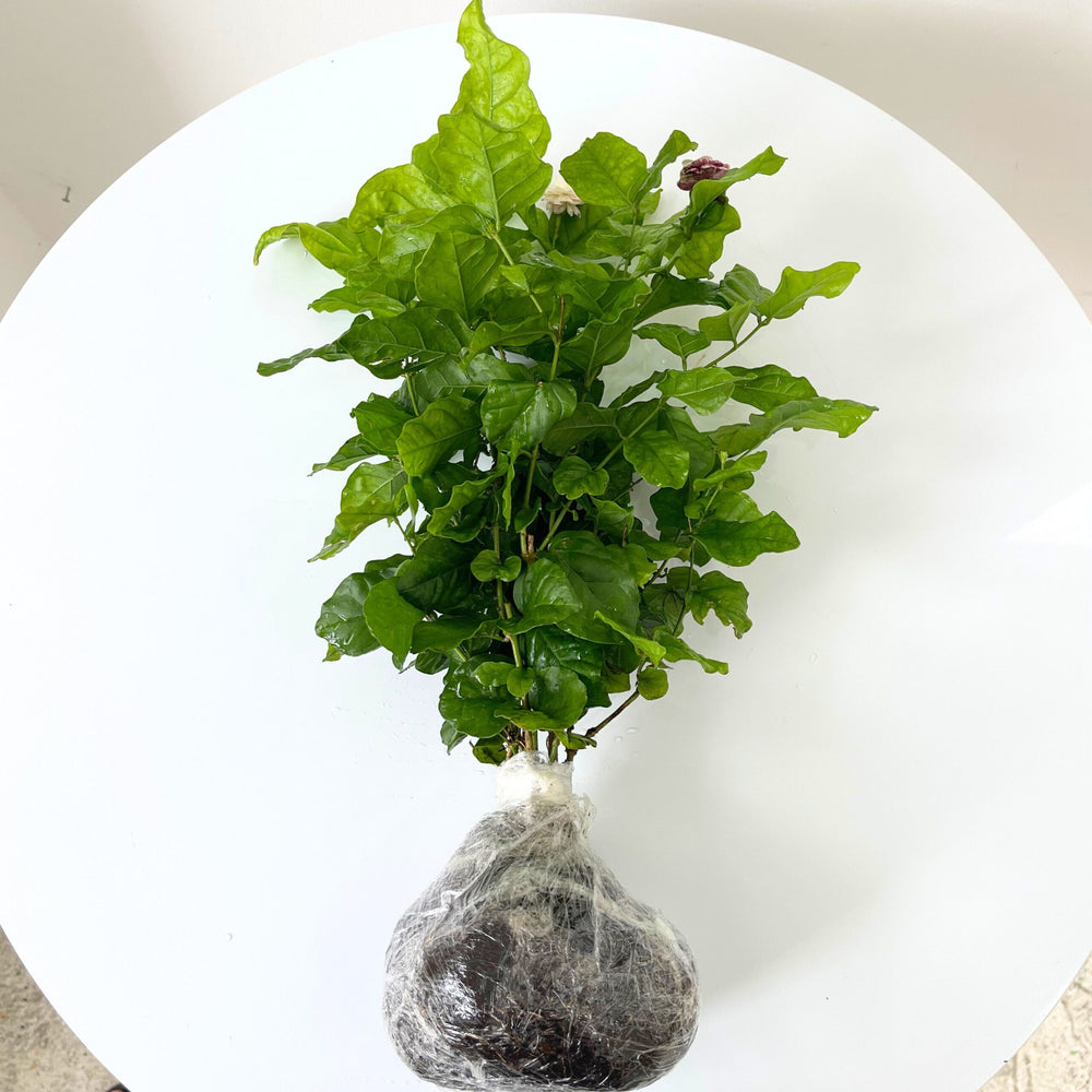 2 Blooming Jasmine Plants, Maid of Orleans Sambac Jasmine Live Plants, 4 to 6 Inc Tall, Arabian Jasmine Plant Live, Tea Jasmine Plants