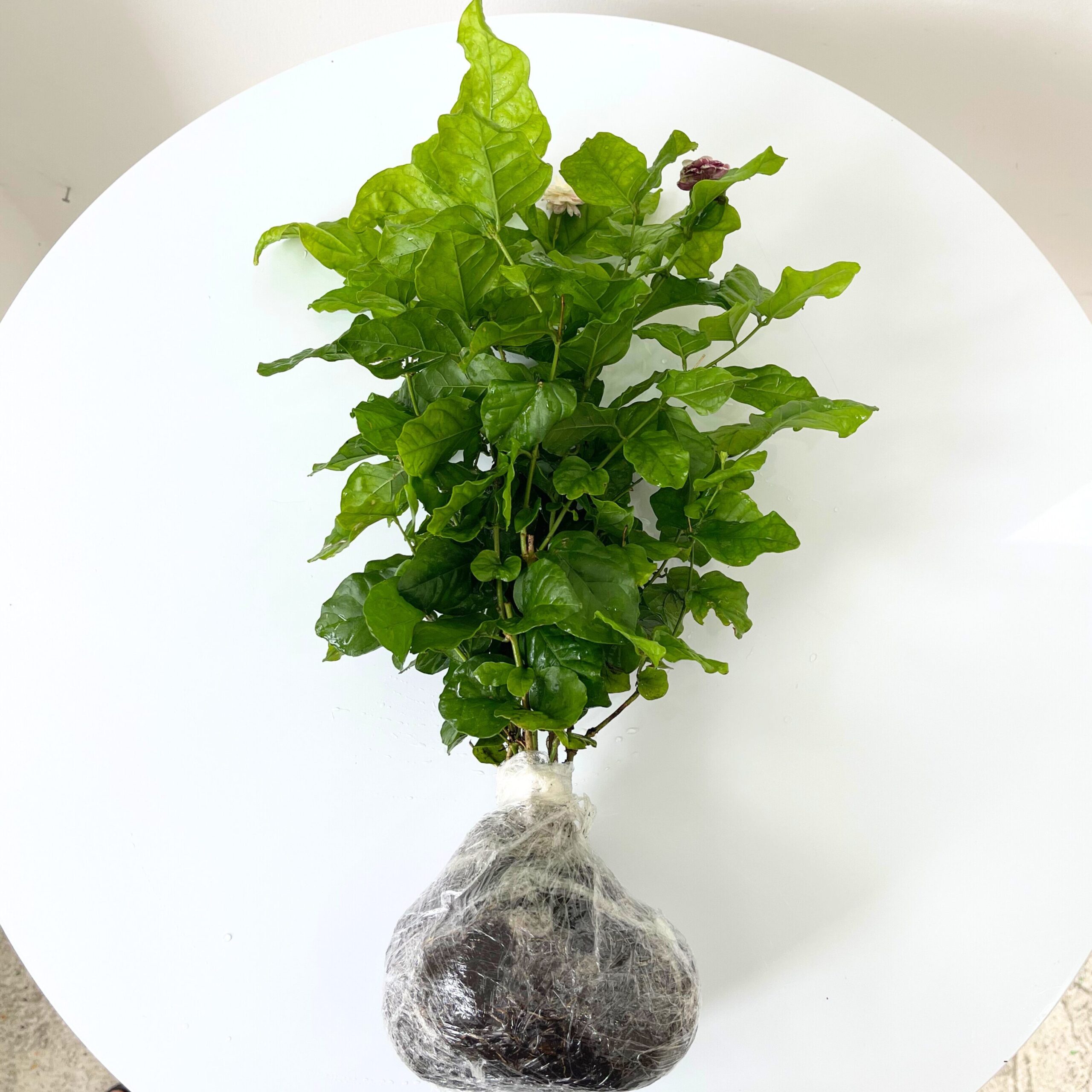 3 Blooming Jasmine Plants, Maid of Orleans Sambac Jasmine Live Plants, 4 to 6 Inc Tall, Arabian Jasmine Plant Live,Tea Jasmine Plants