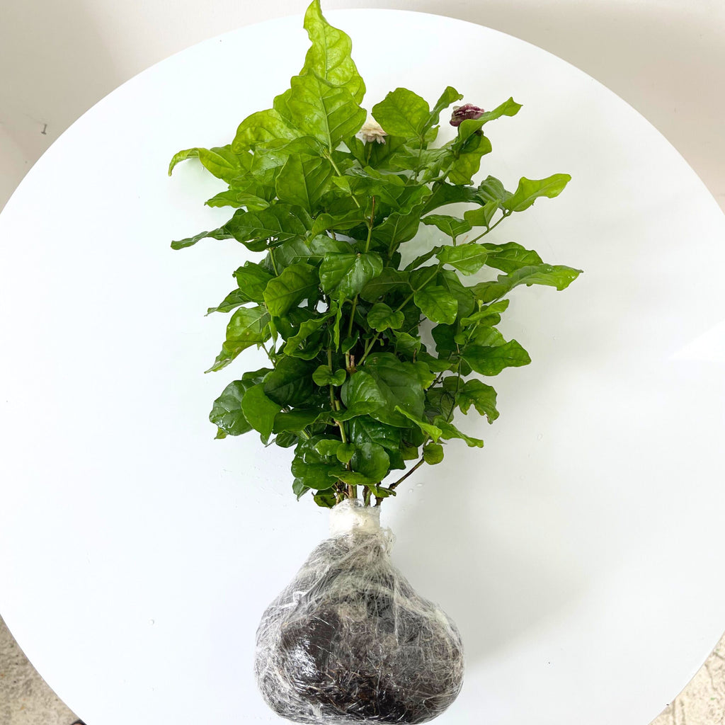2 Maid of Orleans Sambac Jasmine Live Plants, Arabian Jasmine Plant Live, 4 to 6 Inc Tall, Tea Jasmine Fragrant Plant, Live Jasmine Plant