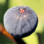 Black Mission Fig Plant 4-8 Inc