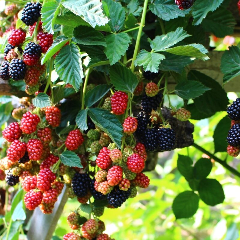 Osage Blackberry Plants
