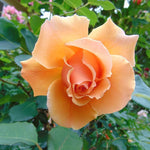 Just Joey Rose Plant Live