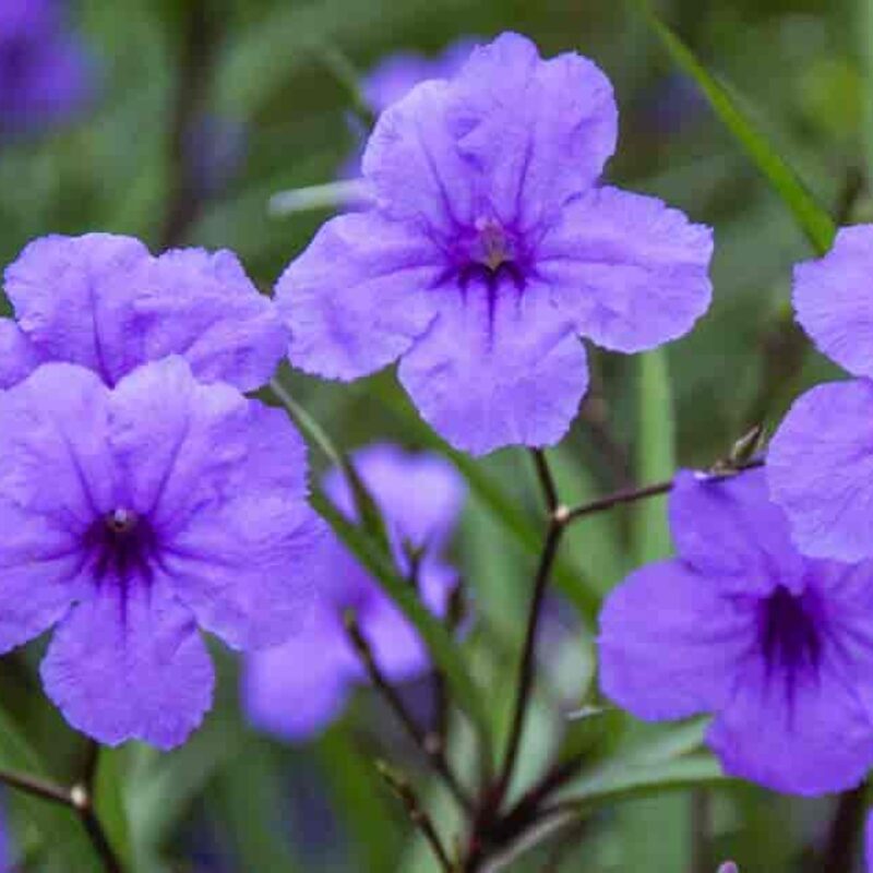 Mexican Petunia Plant