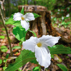 Mix Trillium Roots - 10 Roots, Large Roots - Yellow Red White Color Flower